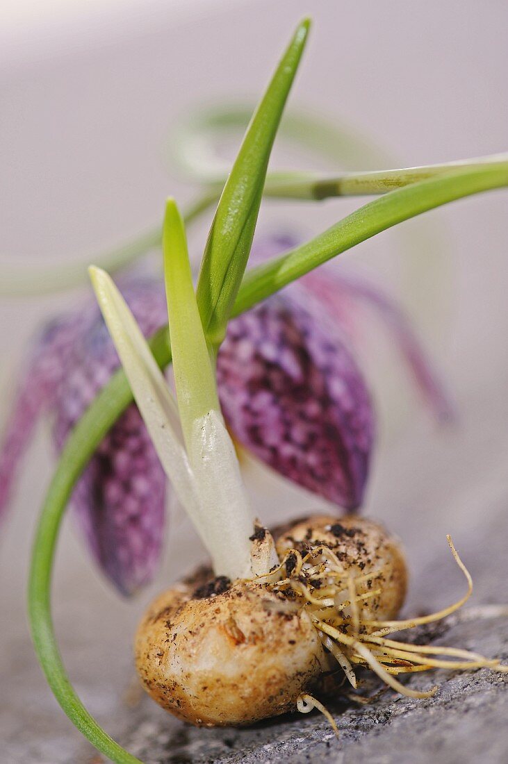 Flowering bulb and snake's head fritillary flower