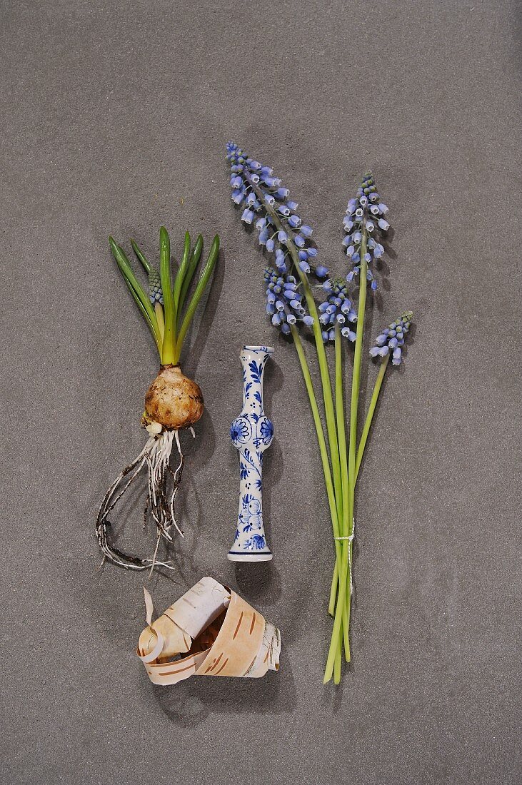 Grape hyacinths, bulbs and white and blue ceramic vessel on stone surface