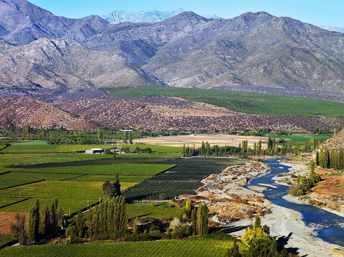 Weinberge von Vina San Esteban am Aconcagua River, Chile