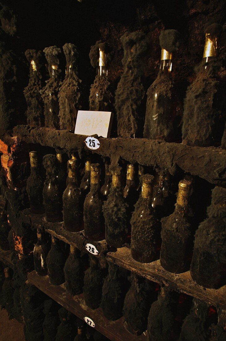 Flaschen von 1912 Tokaji im Keller von Tokaj Oremus, Tolcsva, Ungarn