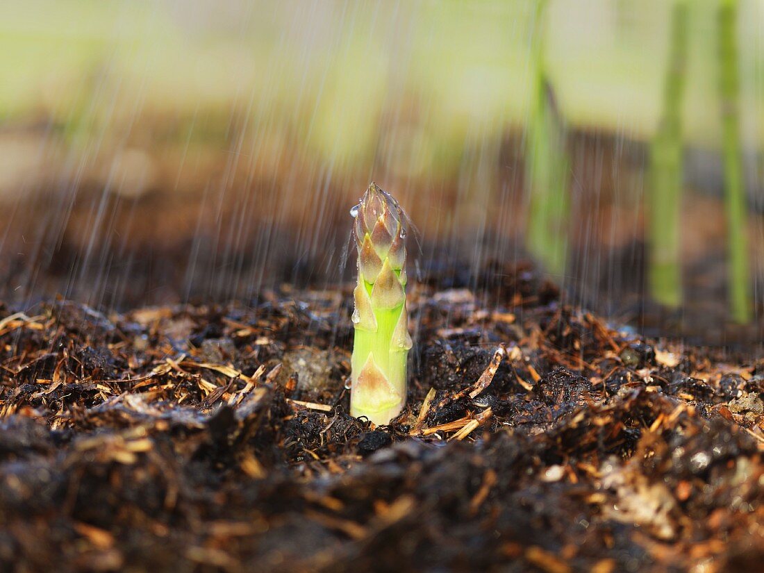 A green asparagus shoot poking up through the ground