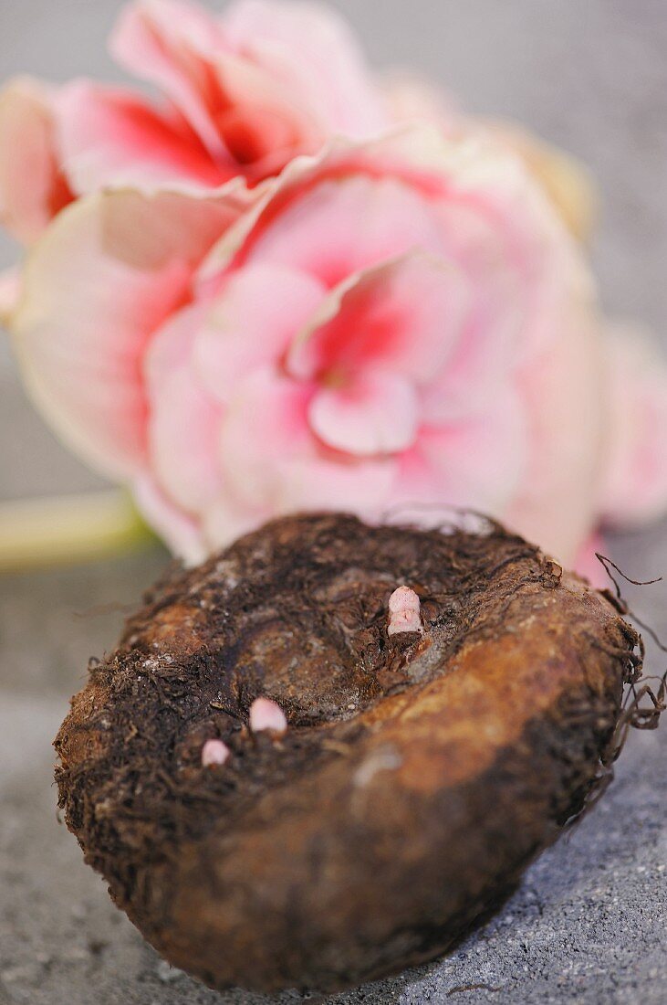 Bulb and pink begonia flower