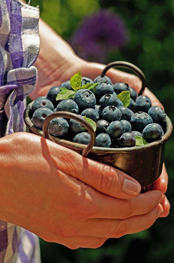 Hands holding a pots of blueberries