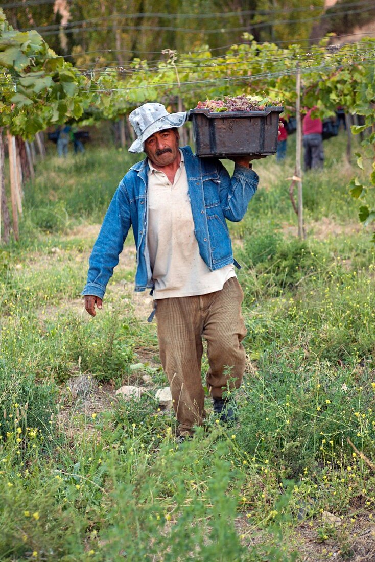 Weinlese von Moscatel Rosada Trauben für die Espiritu de Elqui Pisco Brennerei im Elqui Valley, Chile