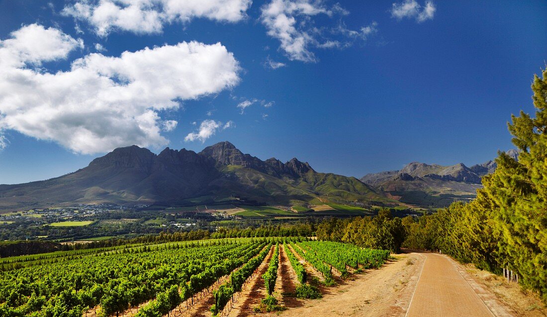 Weinberg Vergelegen vor dem Helderberg in der Ferne, Somerset West, Western Cape, Südafrika