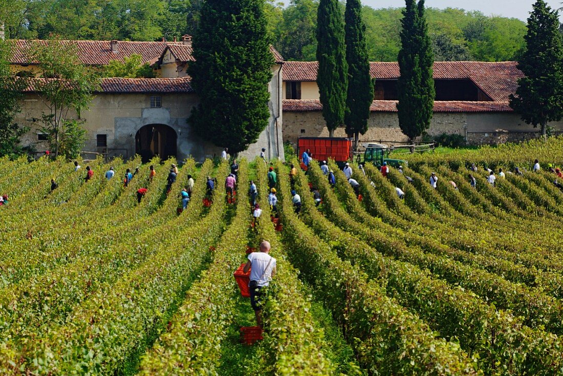 Weinlese von Chardonnay-Trauben im Weinberg von Mirabella, Franciacorta, Lombardei, Italien