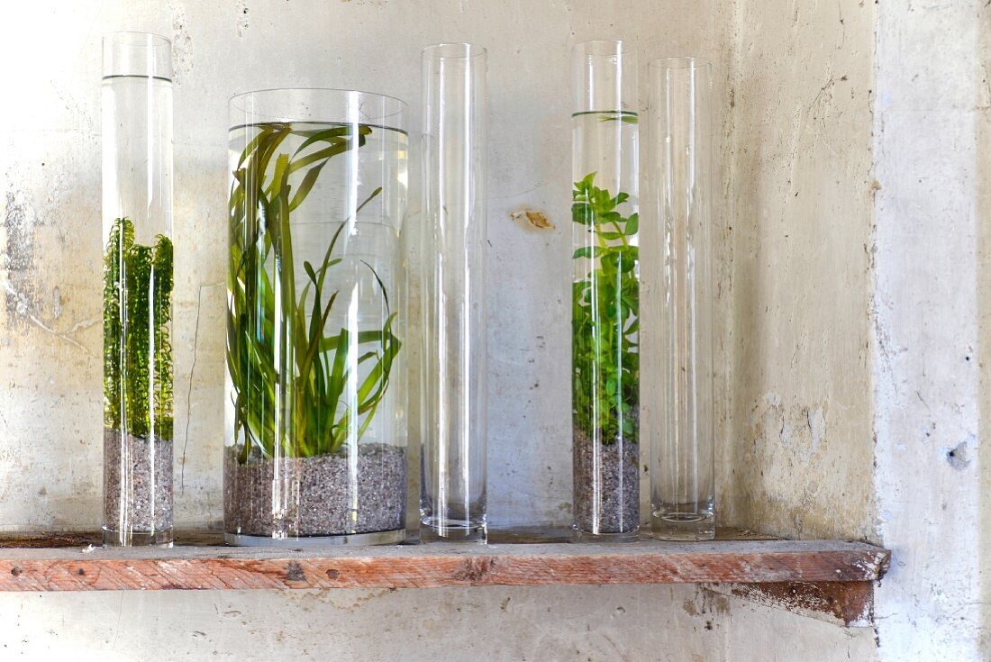 A mini aquarium - water plants in glass vases on a vintage shelf