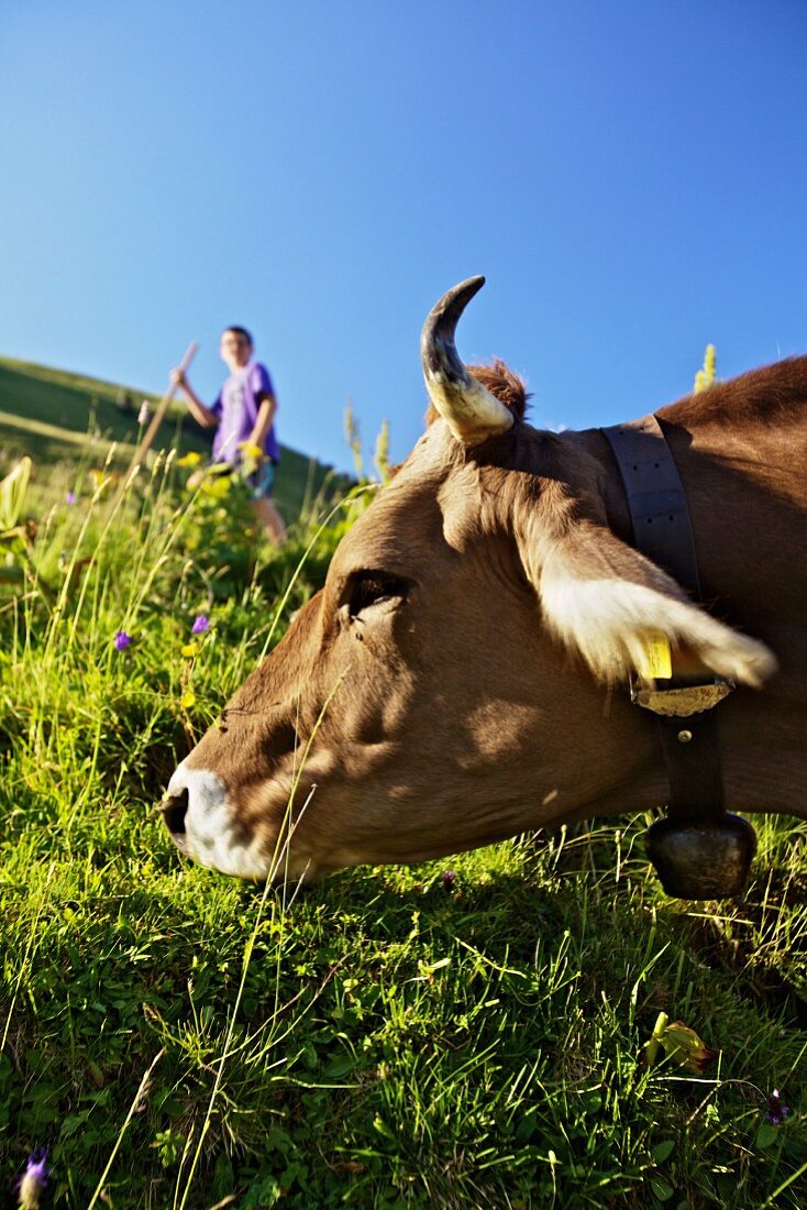 A cow grazing on an alm (Bregenzerwald, Vorarlberg, Austria)