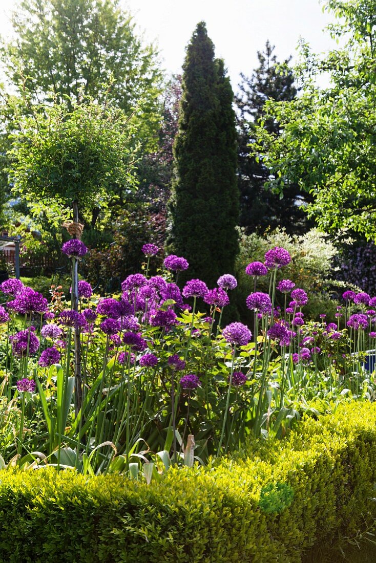 Niedrige Buchshecke um Beet mit Allium