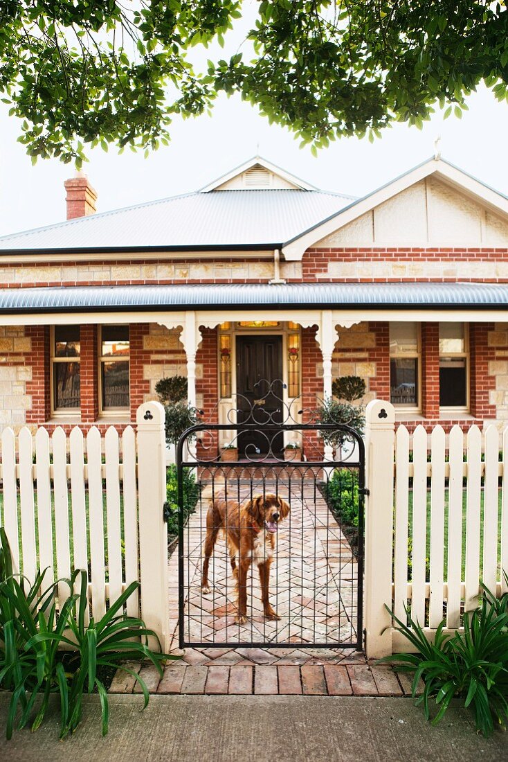 Dog standing behind white wooden fence with closed garden gate; brick house with veranda in background