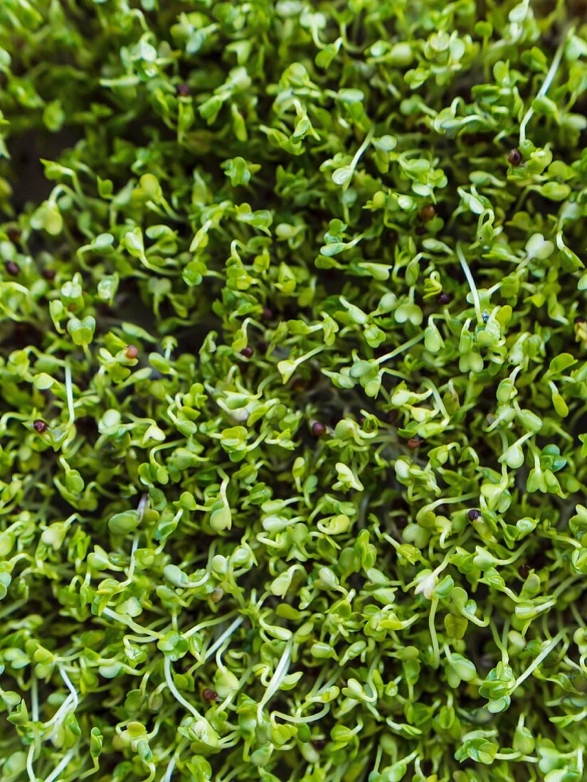 Organic broccoli sprouts (close-up)