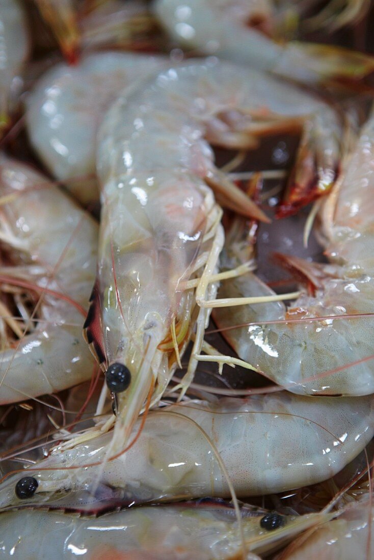 Fresh prawns (close-up)