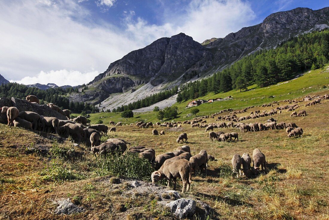 A flock of sheep in a field in the Alps (France)