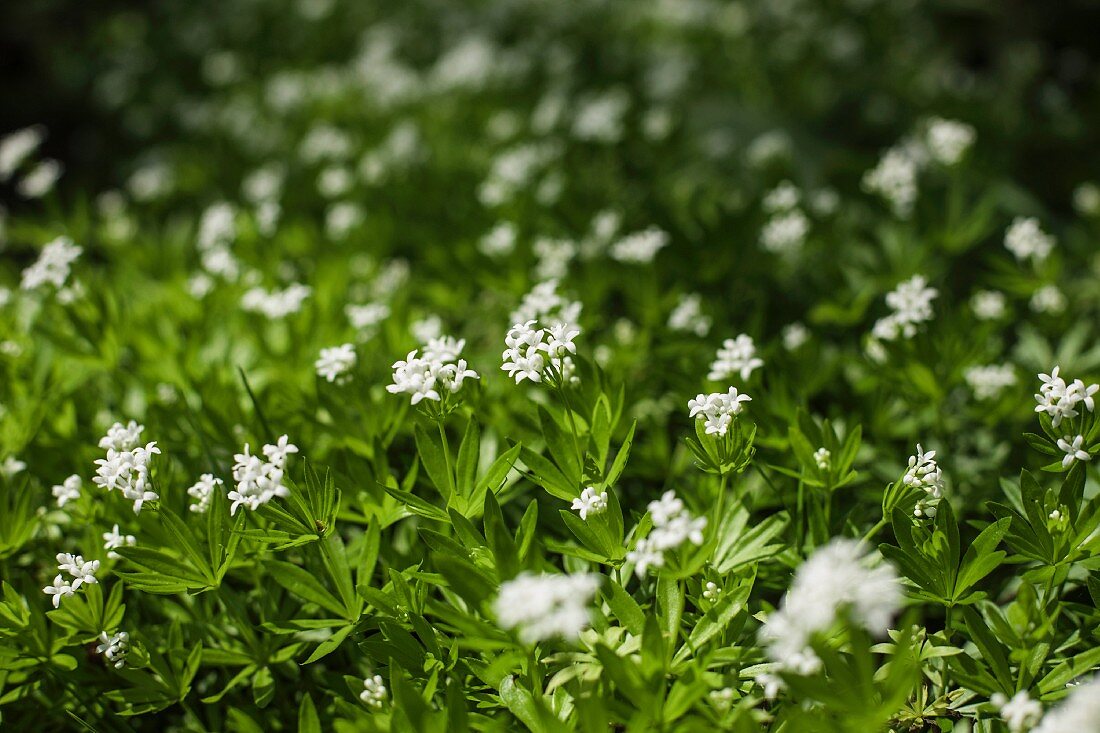 Woodruff growing in a garden