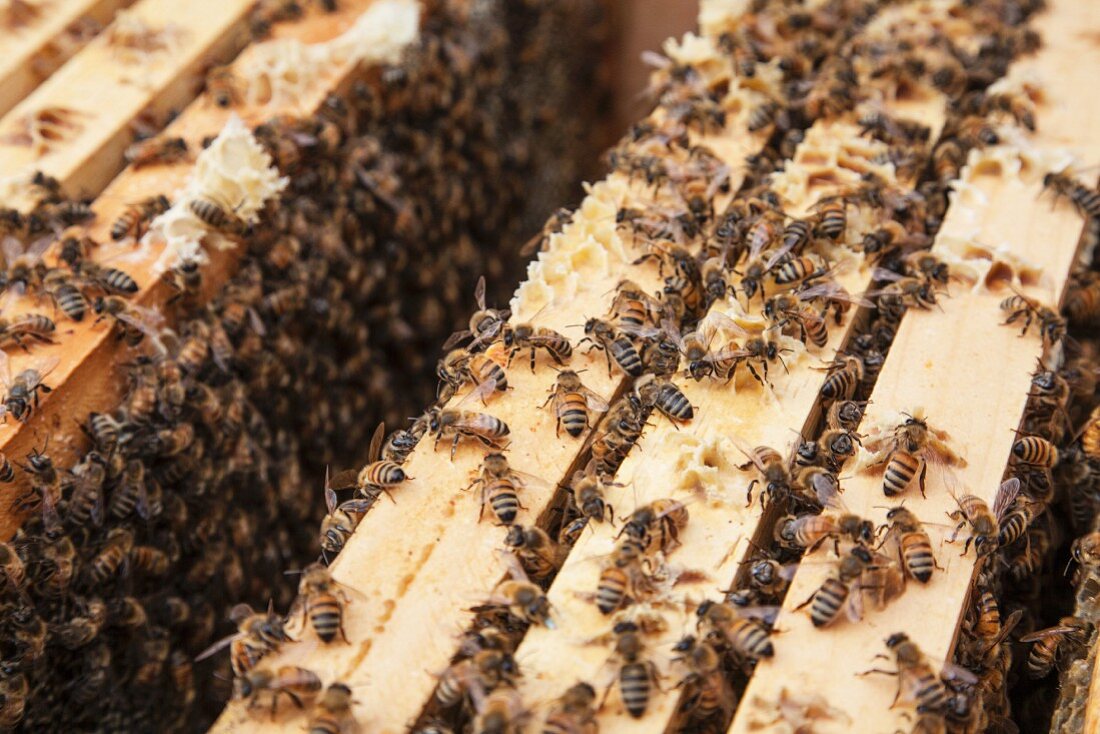 Bees on the frame of a hive