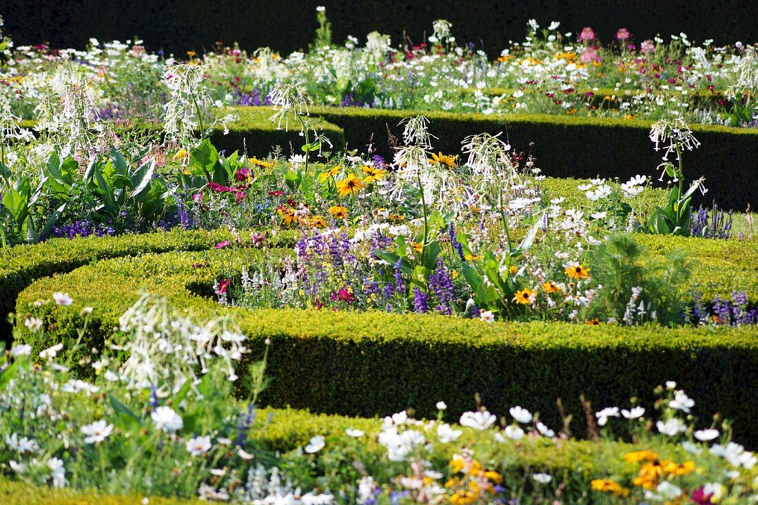 Low, topiarised hedges and meadow flowers