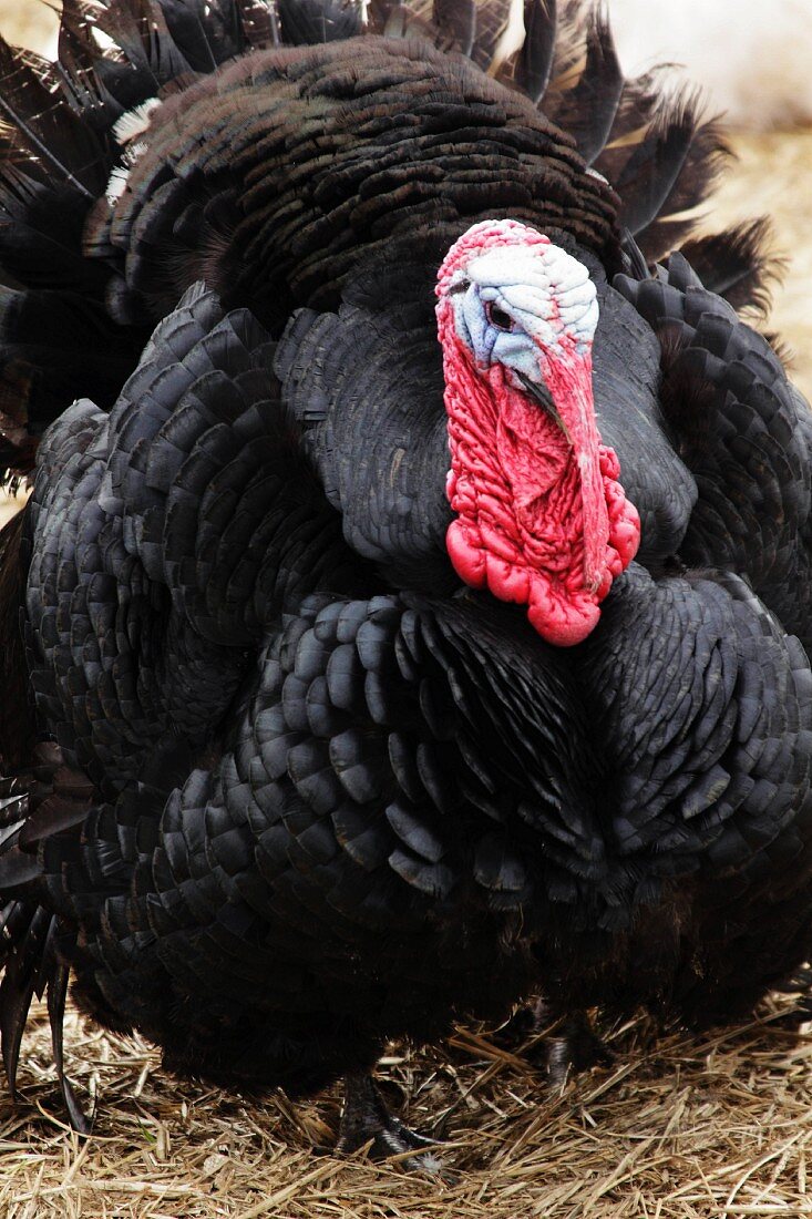 A black Norfolk turkey