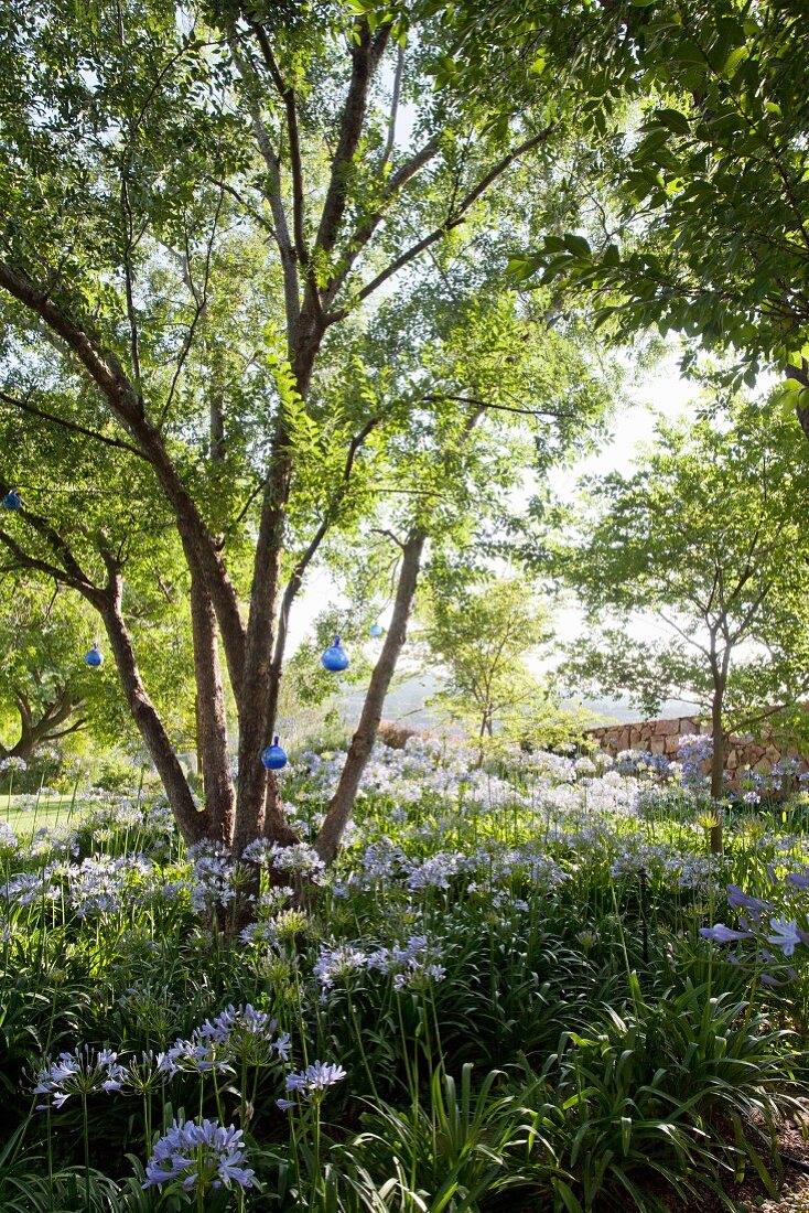 Blühende Schmucklilien unter dem Baum