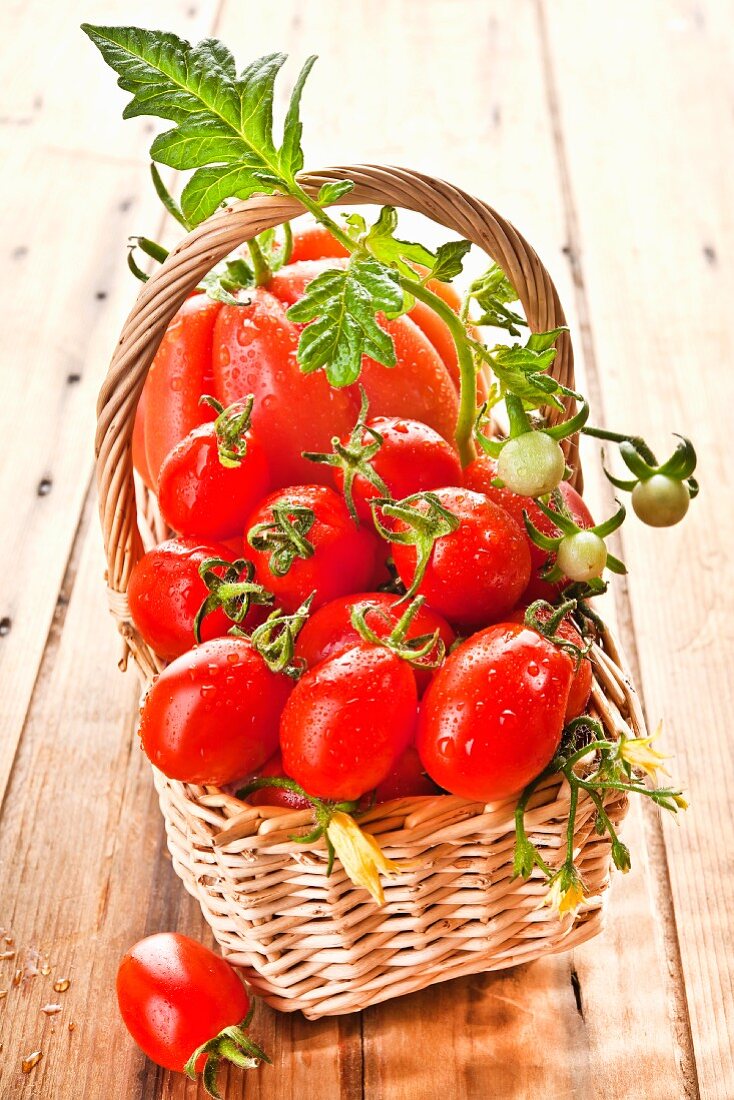 A basket of fresh garden tomatoes