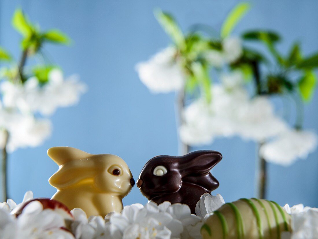 Weisser und dunkler Schokoladenhase zwischen Frühlingsblumen