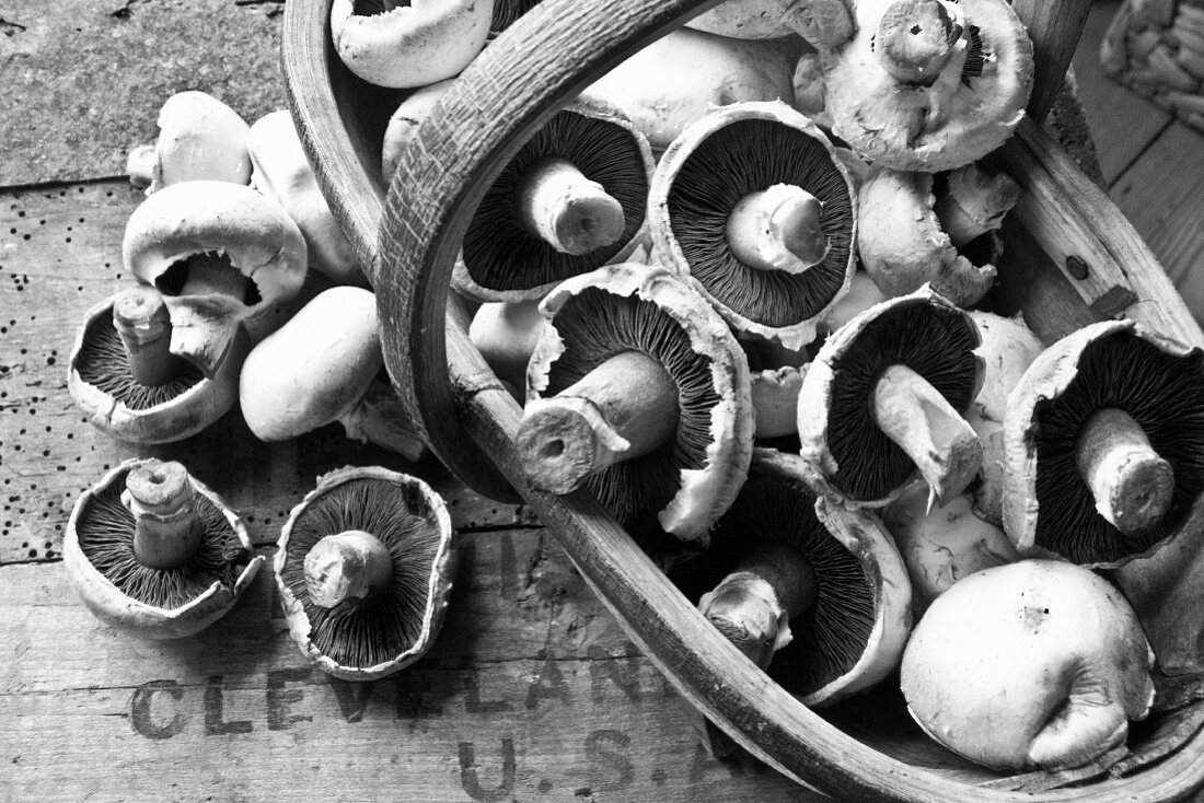 Field mushrooms in a wooden basket (black and white image)