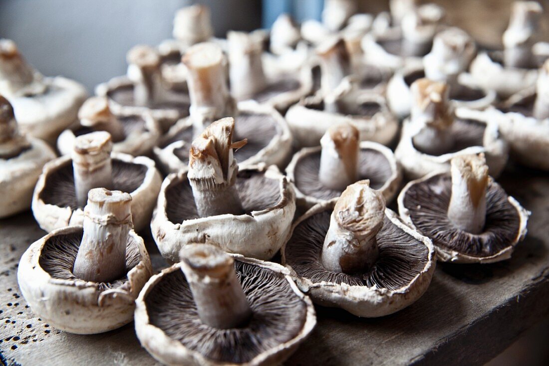 Field mushrooms lying upside-down on a wooden surface