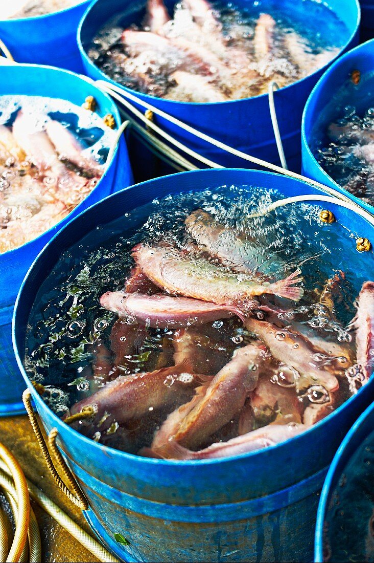 Lebende Fische in Bottichen auf Markt in Haiphong, Vietnam