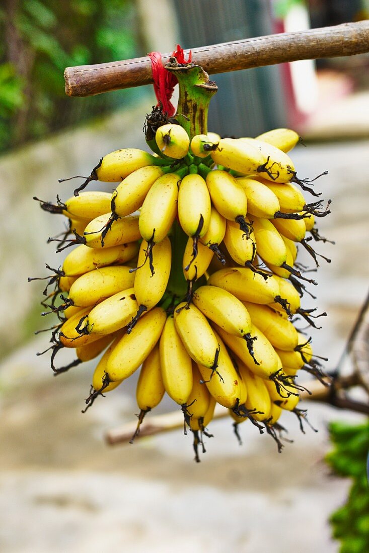 Eine Staude Bananen auf Markt in Vietnam