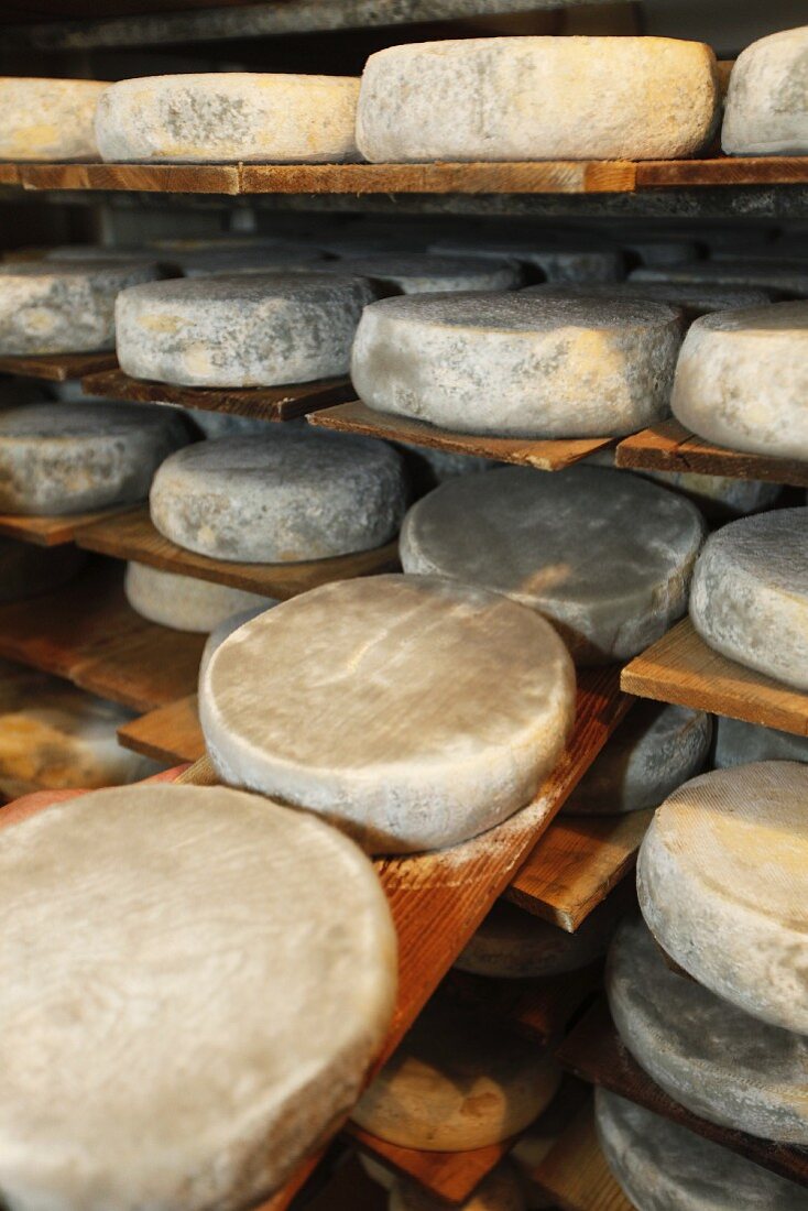 Wheels of cheese on a shelf in a dairy