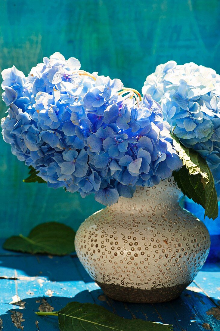 Pale blue hydrangeas in ceramic vase