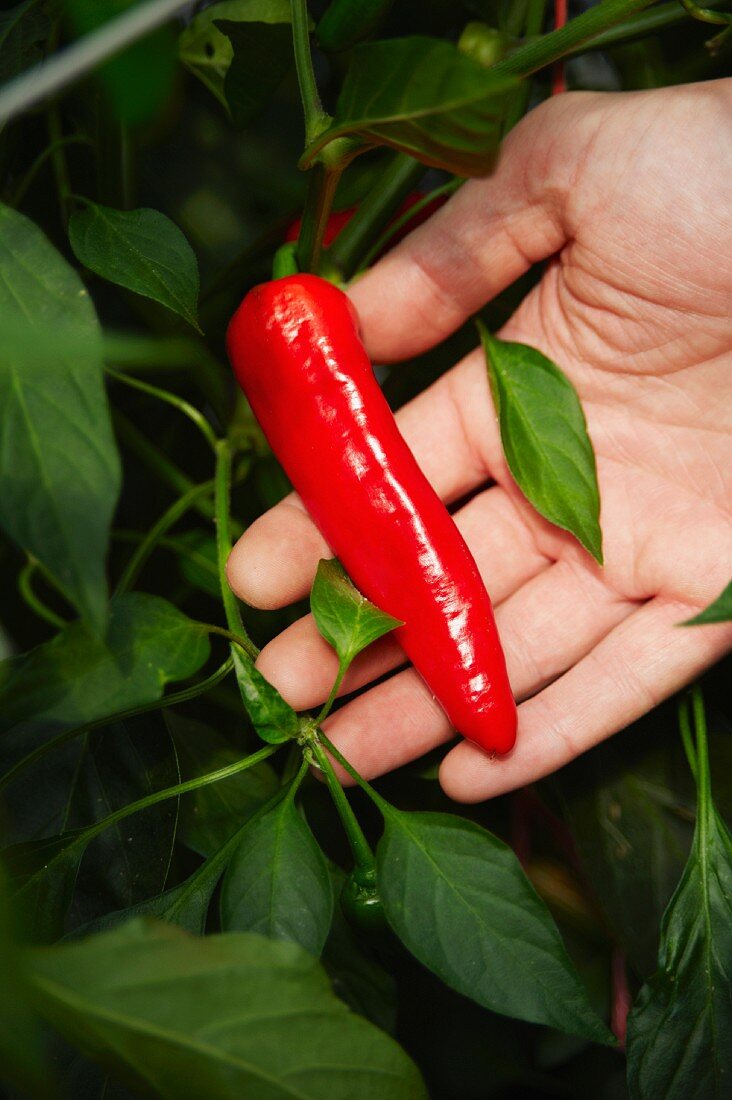 Hand zeigt rote Chilischote auf der Pflanze
