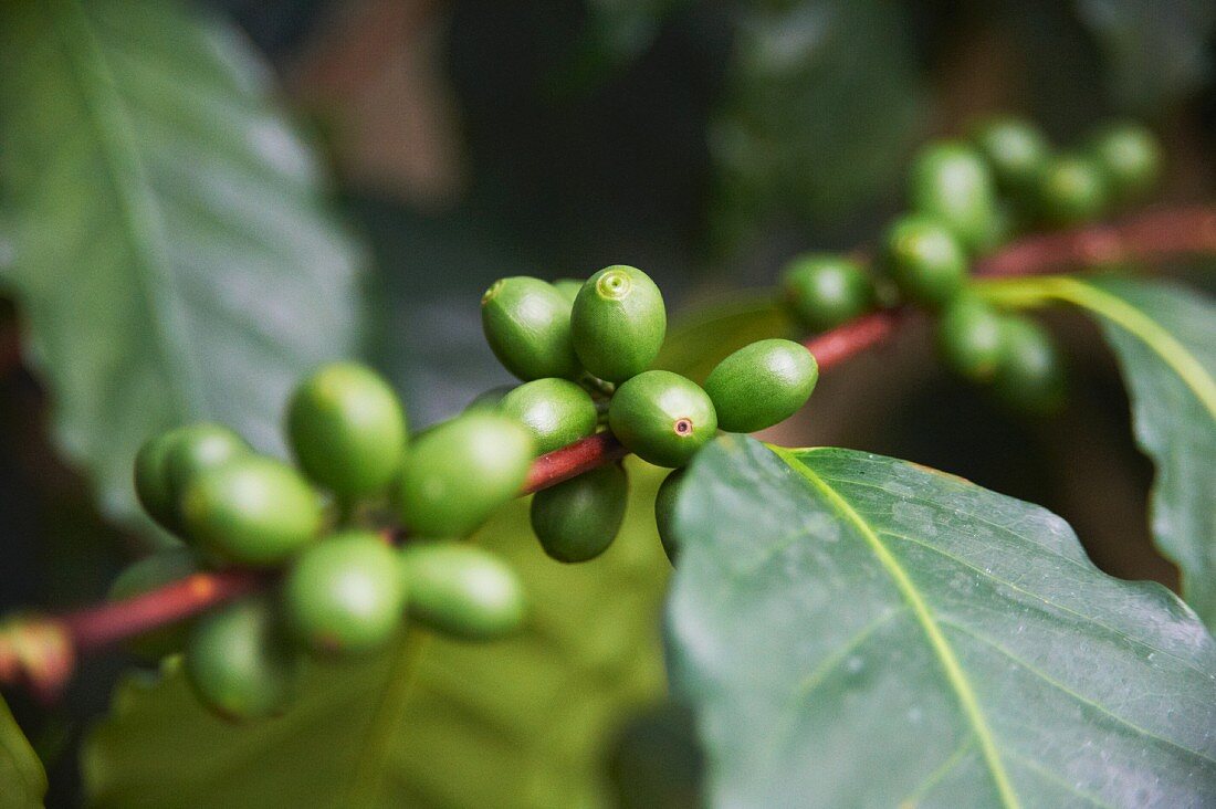 Kaffeebohnen auf der Pflanze
