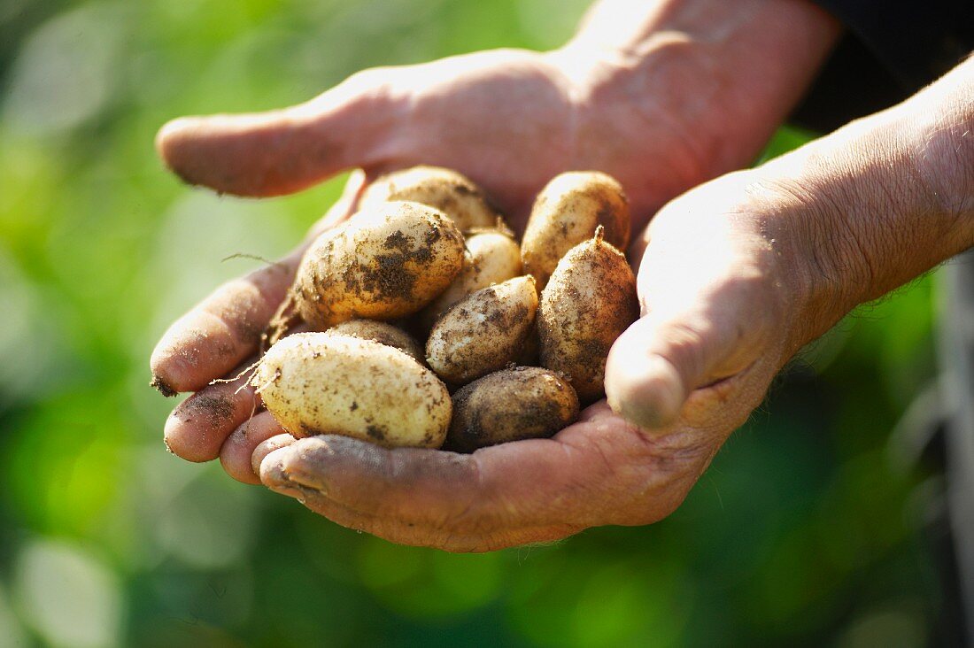 Hände halten frisch ausgegrabene Kartoffeln der Sorte Jersey Royal
