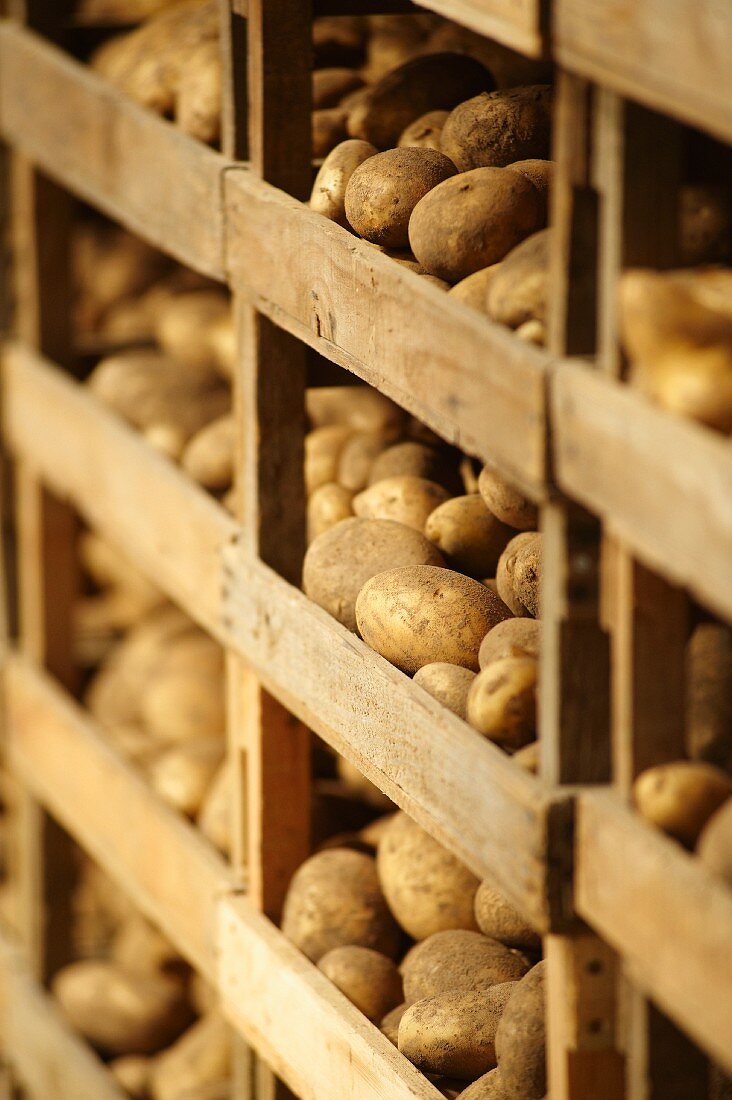 Jersey Royal potatoes drying on wooden shelves
