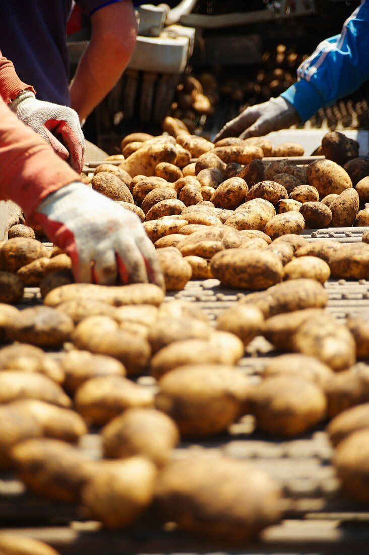 Jersey Royal potatoes being harvested by machine