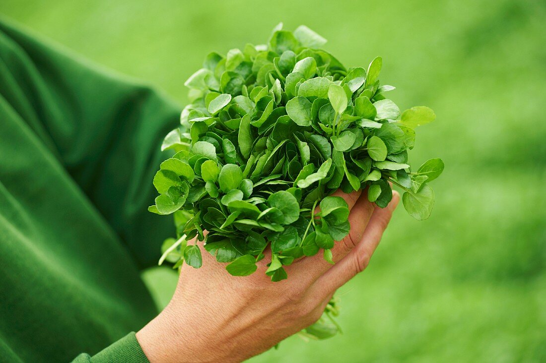 A worker in a garden holding a bunch of watercress