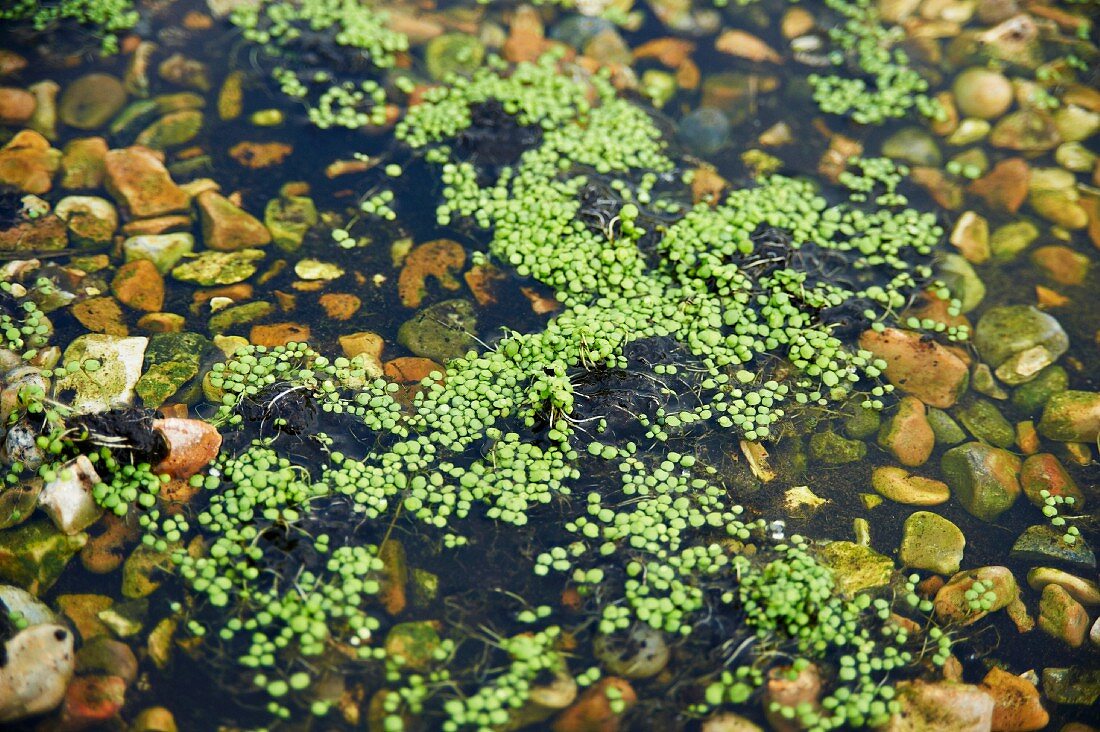 Watercress growing in water