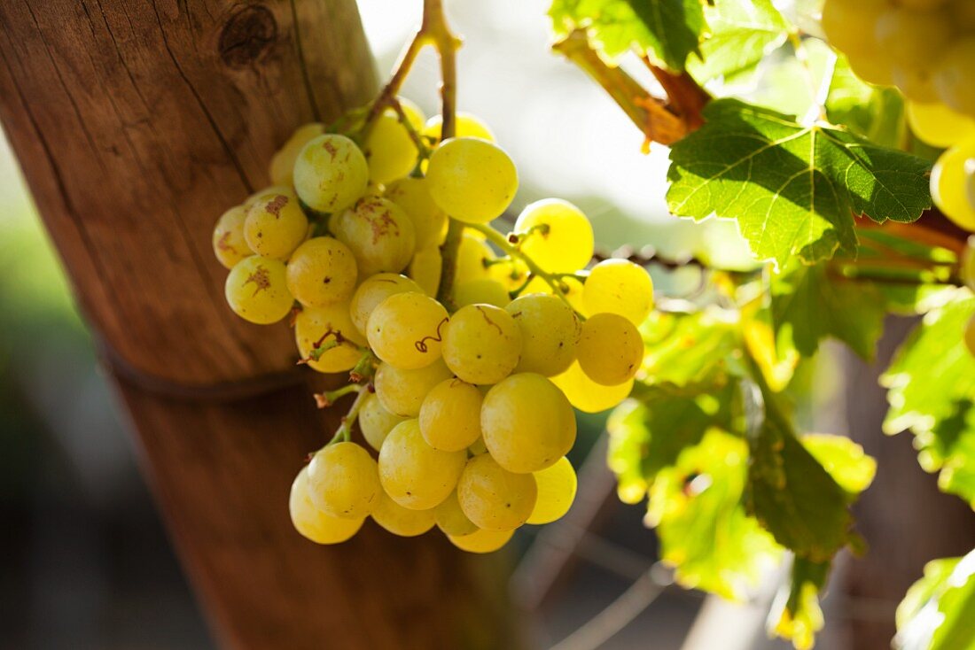 Green grapes on a vine in a vineyard