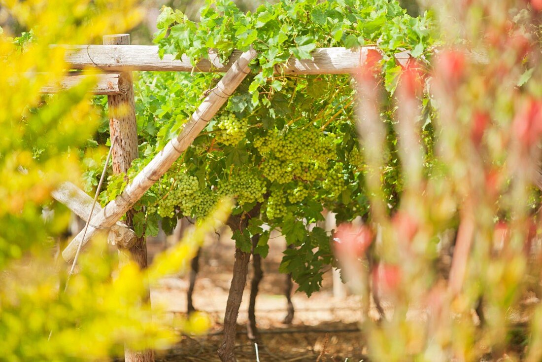 A vine with a wooden frame