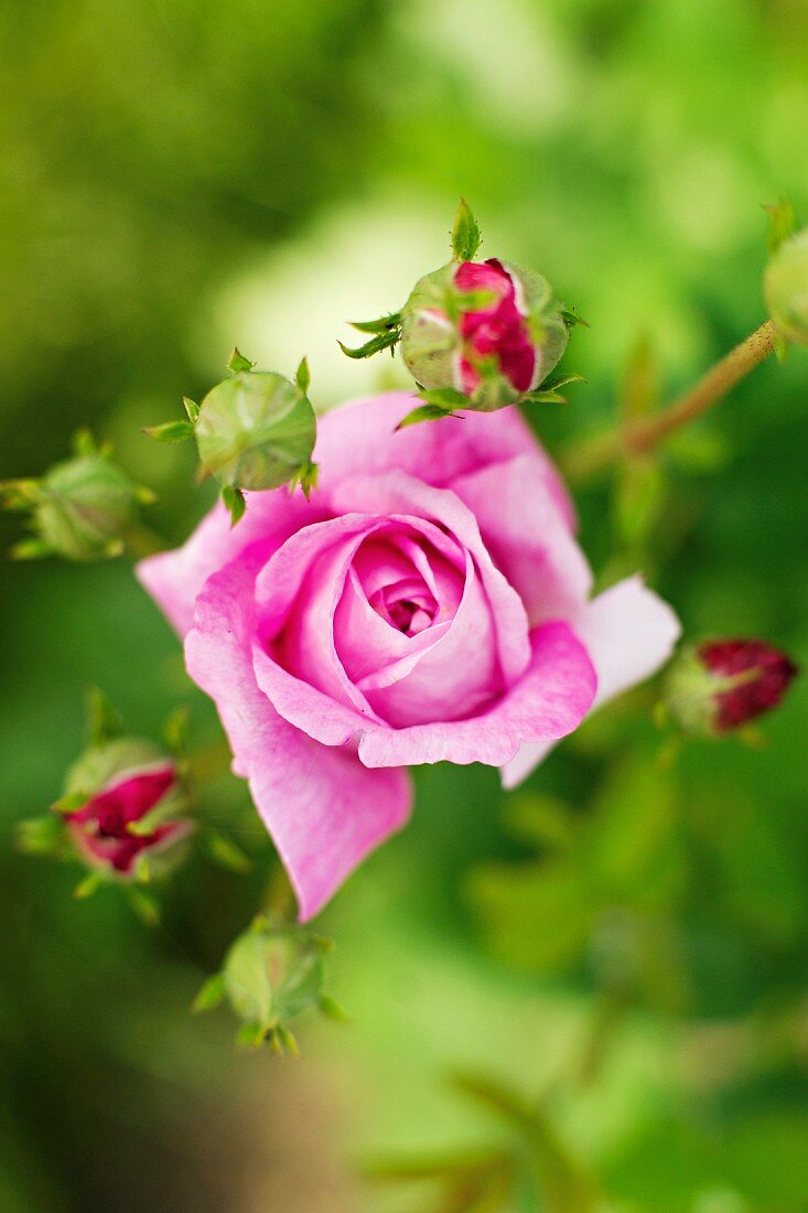 Pinkfarbene Rosenblüte und Knospen