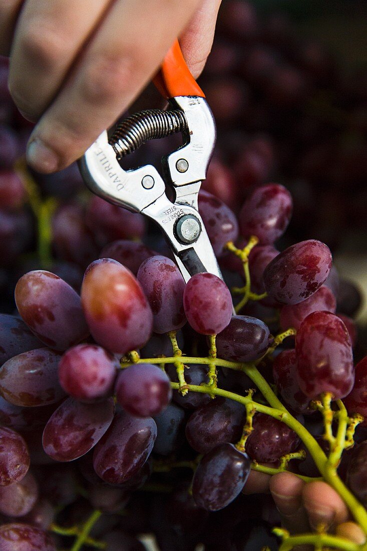 Red grapes being cut with vine cutters