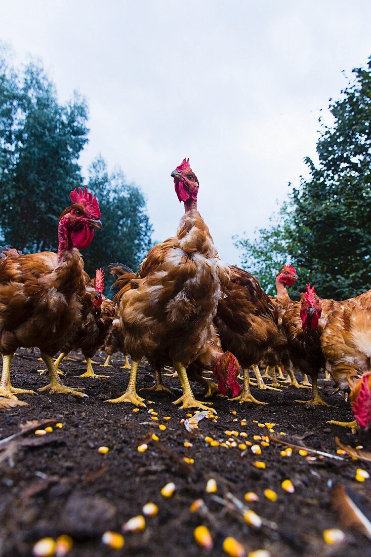 Chicken being fed with corn