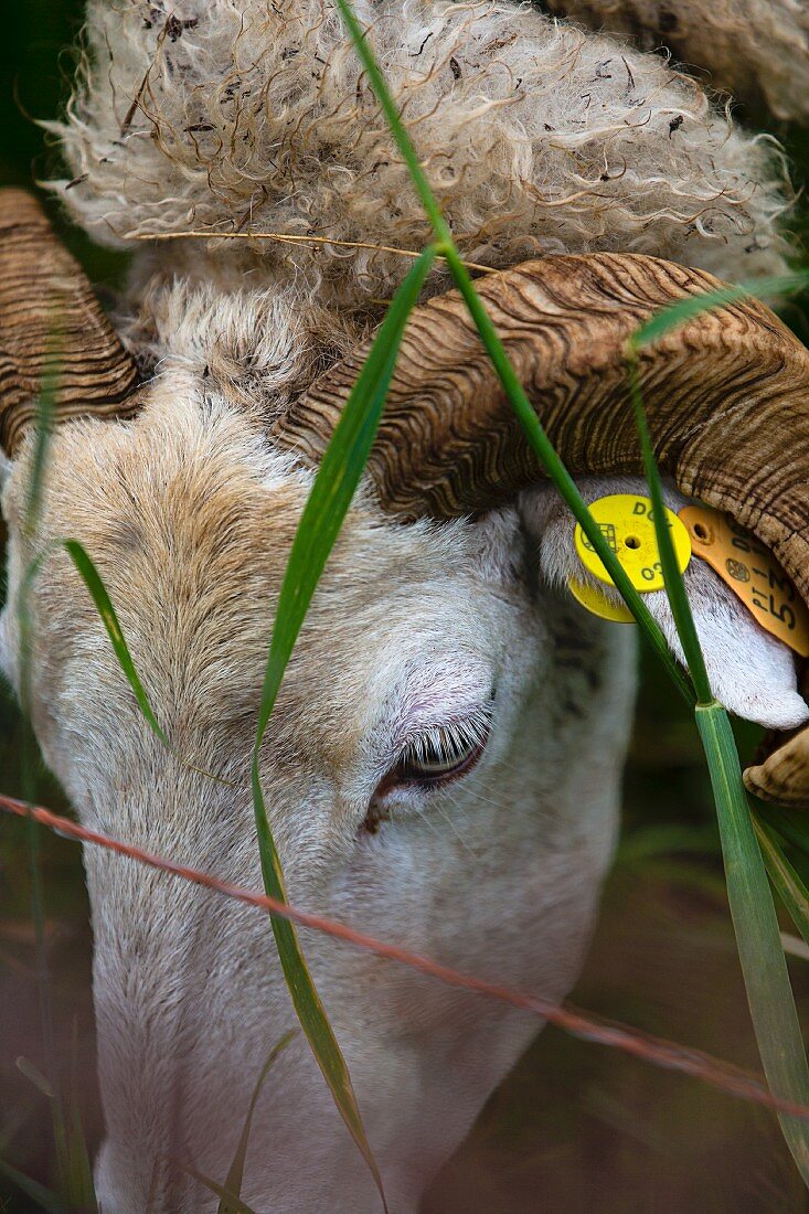 A sheep with an ear tag (close-up)
