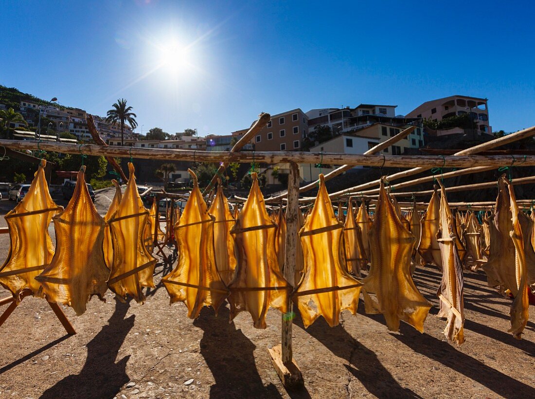Stockfish hanging out to dry (Portugal)