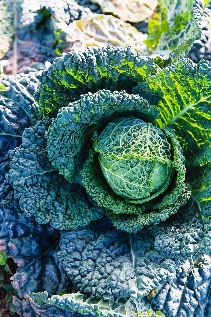 Savoy cabbage in the field