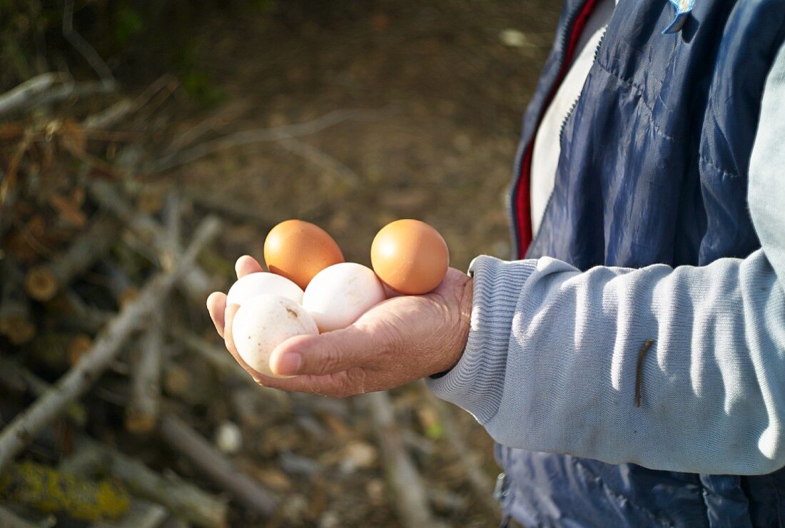 Hands holding fresh chicken eggs