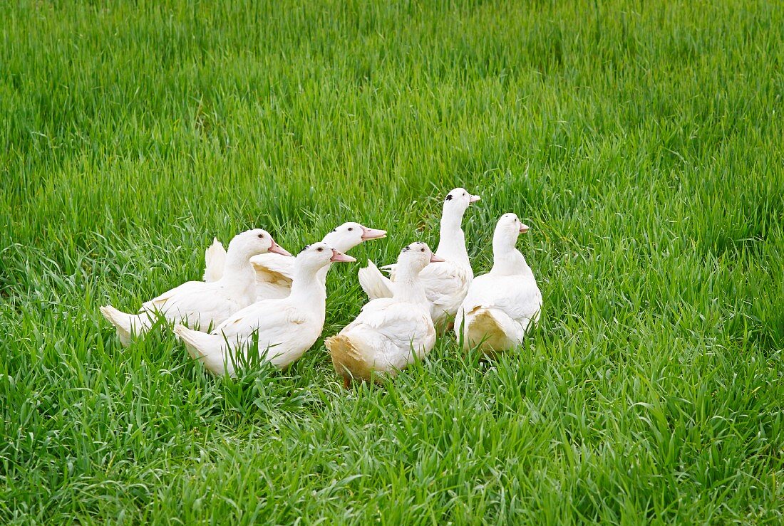 White ducks in a field