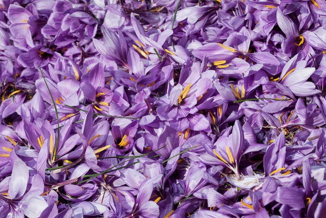 Viele Safranblüten