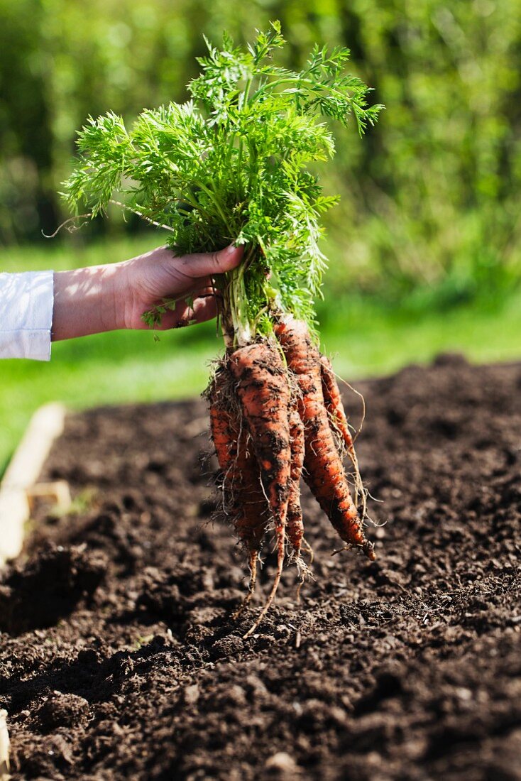 Hands holding freshly harvested carrots