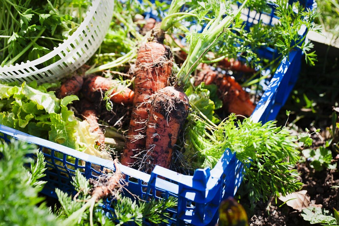 Freshly harvested carrots in a plastic crate